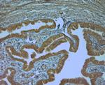 TMC3 Antibody in Immunohistochemistry (Paraffin) (IHC (P))