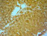 TMC3 Antibody in Immunohistochemistry (Paraffin) (IHC (P))