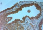 TMC3 Antibody in Immunohistochemistry (Paraffin) (IHC (P))