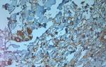 TMC3 Antibody in Immunohistochemistry (Paraffin) (IHC (P))