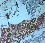 TMC3 Antibody in Immunohistochemistry (Paraffin) (IHC (P))
