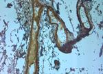 TMC3 Antibody in Immunohistochemistry (Paraffin) (IHC (P))