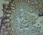 TRPV2 Antibody in Immunohistochemistry (Paraffin) (IHC (P))