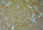 TRPV4 Antibody in Immunohistochemistry (Paraffin) (IHC (P))
