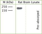 Phospho-TrkC (Tyr820) Antibody in Western Blot (WB)
