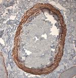 TPC2 Polyclonal Antibody