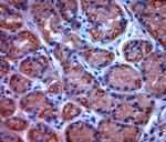 TPC2 Antibody in Immunohistochemistry (Paraffin) (IHC (P))