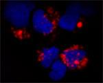 TLR9 Antibody in Immunocytochemistry (ICC/IF)