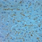 TMEM37 Antibody in Immunohistochemistry (Paraffin) (IHC (P))