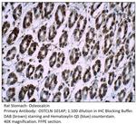 Osteocalcin Polyclonal Antibody