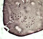 VAMP A/B Antibody in Immunohistochemistry - Free Floating (IHC (Free))