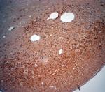 VPS45 Antibody in Immunohistochemistry (Paraffin) (IHC (P))