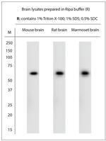 VGluT3 Antibody in Western Blot (WB)