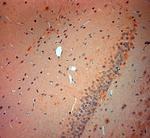 VGluT3 Antibody in Immunohistochemistry (Paraffin) (IHC (P))