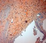 VGluT3 Antibody in Immunohistochemistry (Paraffin) (IHC (P))