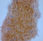 ZO1 Antibody in Immunohistochemistry (Paraffin) (IHC (P))