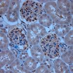 ZO1 Antibody in Immunohistochemistry (Paraffin) (IHC (P))