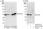OTUB1 Antibody in Western Blot (WB)
