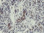 OTUB1 Antibody in Immunohistochemistry (Paraffin) (IHC (P))