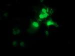 OTUB2 Antibody in Immunocytochemistry (ICC/IF)