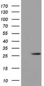 OTUB2 Antibody in Western Blot (WB)