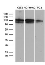 OTUD7B Antibody in Western Blot (WB)