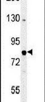 OXR1 Antibody in Western Blot (WB)