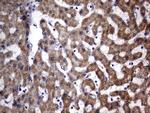 OXSM Antibody in Immunohistochemistry (Paraffin) (IHC (P))