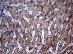 OXSM Antibody in Immunohistochemistry (Paraffin) (IHC (P))