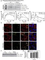 Occludin Antibody in Immunocytochemistry (ICC/IF)