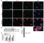 Occludin Antibody in Immunocytochemistry (ICC/IF)