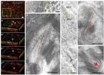 Occludin Antibody in Immunohistochemistry (Frozen) (IHC (F))