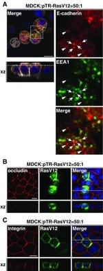 Occludin Antibody in Immunocytochemistry (ICC/IF)