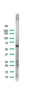 Occludin Antibody in Western Blot (WB)