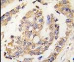 OLFM1 Antibody in Immunohistochemistry (IHC)