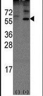OLFM1 Antibody in Western Blot (WB)