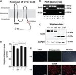 Osteopontin Polyclonal Antibody