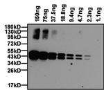 Ovalbumin Antibody in Western Blot (WB)