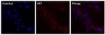 P-cadherin Monoclonal Antibody (12H6), Alexa Fluor™ 647
