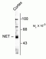 Norepinephrine Transporter Antibody in Western Blot (WB)
