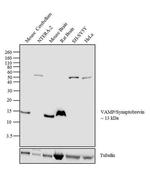 VAMP1 Antibody in Western Blot (WB)