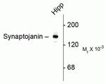 Synaptojanin 1 Antibody in Western Blot (WB)