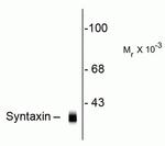 Syntaxin 1 Antibody in Western Blot (WB)