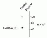 Phospho-GABRG2 (Ser327) Antibody in Western Blot (WB)