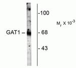 SLC6A1 Antibody in Western Blot (WB)