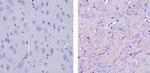 SLC6A1 Antibody in Immunohistochemistry (Paraffin) (IHC (P))