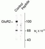 Phospho-GluR2 (Ser880) Antibody in Western Blot (WB)