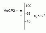 Phospho-MECP2 (Ser80) Antibody in Western Blot (WB)
