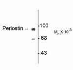 Periostin Antibody in Western Blot (WB)