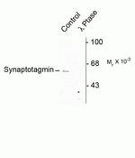 Phospho-Synaptotagmin 1 (Ser309) Antibody in Western Blot (WB)